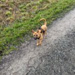 Malinois-Podenco-Mischling Ymir, 08/2025, Endgröße ca. 53 cm, 78462 Konstanz