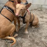 Podenco Maneto Zape, 08/2023, ca. 35 cm