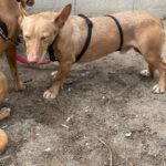 Podenco Maneto Zape, 08/2023, ca. 35 cm