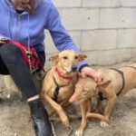 Podenco Maneto Zape, 08/2023, ca. 35 cm
