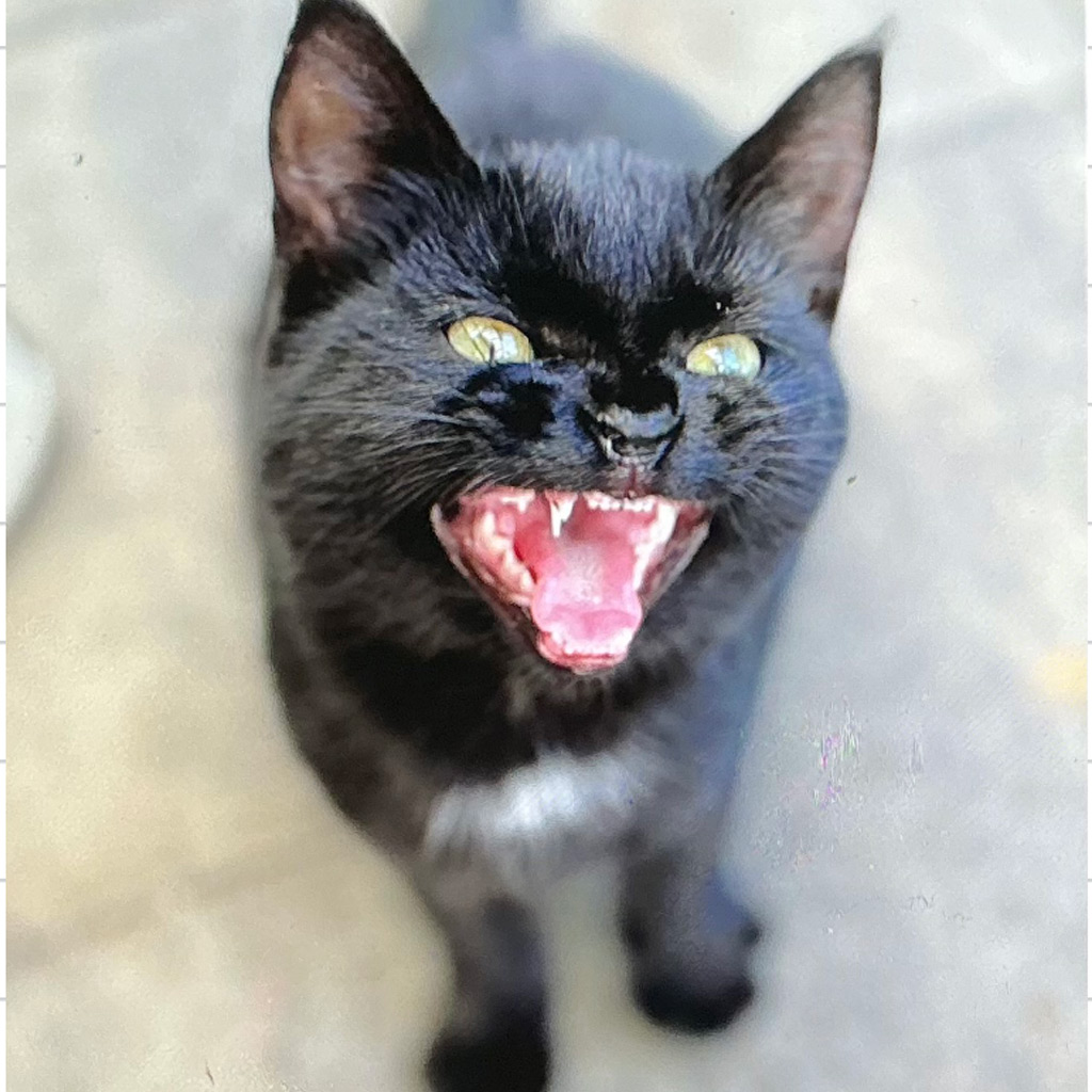 Die Geschichte von Katze Zelda