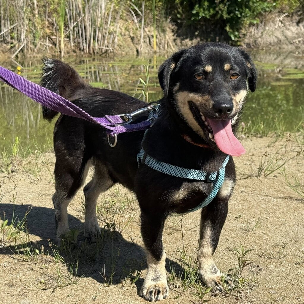 Mischling Zygzak, 06/2022, ca. 35 cm