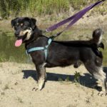 Mischling Zygzak, 06/2022, ca. 35 cm