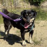 Mischling Zygzak, 06/2022, ca. 35 cm