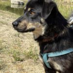 Mischling Zygzak, 06/2022, ca. 35 cm