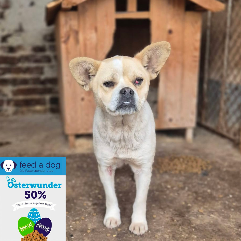 Update zur FEED A DOG – Osteraktion 2026