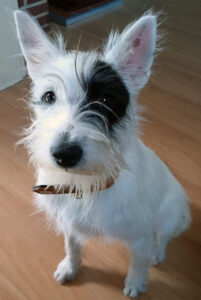 Regenbogenbruecke Piratilla - SALVA Hundehilfe