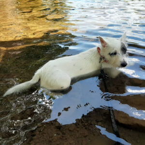 Regenbogenbruecke Piratilla - SALVA Hundehilfe