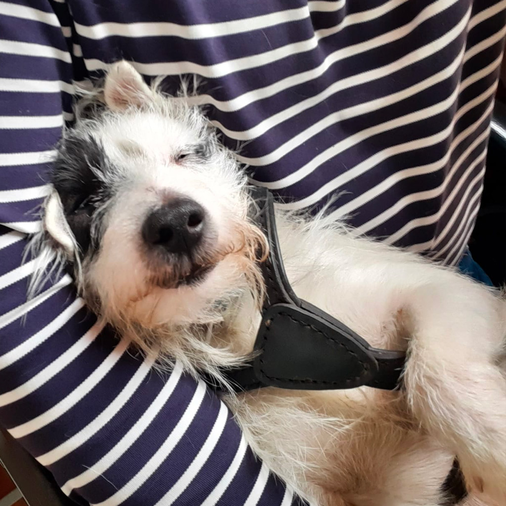 Regenbogenbruecke Piratilla - SALVA Hundehilfe