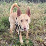 Podenco Dolly, 02/2025, ca. 40 cm