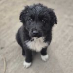 Mischling Afro, 01/2026, Endgröße ca. 50 cm