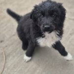 Mischling Afro, 01/2026, Endgröße ca. 50 cm