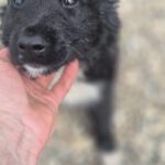 Mischling Afro, 01/2026, Endgröße ca. 50 cm