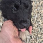 Mischling Afro, 01/2026, Endgröße ca. 50 cm