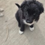 Mischling Afro, 01/2026, Endgröße ca. 50 cm