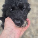 Mischling Afro, 01/2026, Endgröße ca. 50 cm