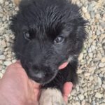 Mischling Afro, 01/2026, Endgröße ca. 50 cm