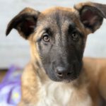 Mischling Afrodita, 12/2025, Endgröße ca. 55- 65 cm