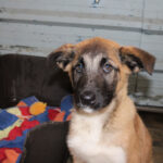 Mischling Afrodita, 12/2025, Endgröße ca. 55- 65 cm