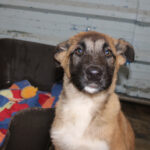 Mischling Afrodita, 12/2025, Endgröße ca. 55- 65 cm