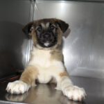 Mischling Afrodita, 12/2025, Endgröße ca. 55- 65 cm