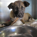 Mischling Afrodita, 12/2025, Endgröße ca. 55- 65 cm