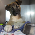 Mischling Afrodita, 12/2025, Endgröße ca. 55- 65 cm