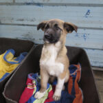 Mischling Afrodita, 12/2025, Endgröße ca. 55- 65 cm