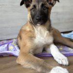 Mischling Afrodita, 12/2025, Endgröße ca. 55- 65 cm