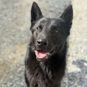 Schäferhund Mischling Aguiles, 06/2025, Endgröße ca. 50- 55 cm