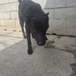 Schäferhund Mischling Aguiles, 06/2025, Endgröße ca. 50- 55 cm