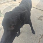 Schäferhund Mischling Aguiles, 06/2025, Endgröße ca. 50- 55 cm