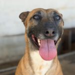 Malinois Mischling Alaska, 04/2024, ca. 60 cm