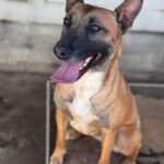 Malinois Mischling Alaska, 04/2024, ca. 60 cm