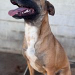 Malinois Mischling Alaska, 04/2024, ca. 60 cm