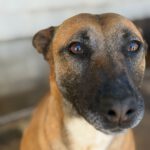 Malinois Mischling Alaska, 04/2024, ca. 60 cm