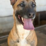 Malinois Mischling Alaska, 04/2024, ca. 60 cm