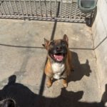 Malinois Mischling Alaska, 04/2024, ca. 60 cm