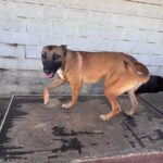 Malinois Mischling Alaska, 04/2024, ca. 60 cm