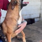 Malinois Mischling Alaska, 04/2024, ca. 60 cm