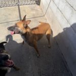 Malinois Mischling Alaska, 04/2024, ca. 60 cm