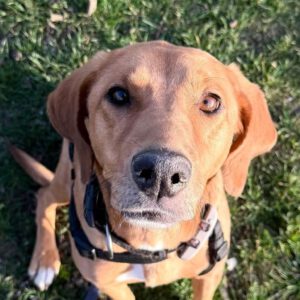 Mischling Alma, 09/2022, ca. 50 cm, 63667 Nidda