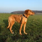 Mischling Alma, 09/2022, ca. 50 cm, 63667 Nidda