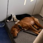 Mischling Alma, 09/2022, ca. 50 cm, 63667 Nidda