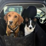 Mischling Alma, 09/2022, ca. 50 cm, 63667 Nidda