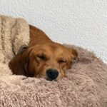 Mischling Alma, 09/2022, ca. 50 cm, 63667 Nidda