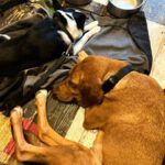 Mischling Alma, 09/2022, ca. 50 cm, 63667 Nidda