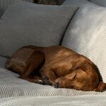 Mischling Alma, 09/2022, ca. 50 cm, 63667 Nidda