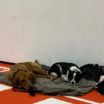 Mischling Alma, 09/2022, ca. 50 cm, 63667 Nidda