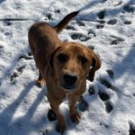 Mischling Alma, 09/2022, ca. 50 cm, 63667 Nidda